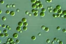 Chlorella – kolejna super alga