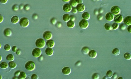 Chlorella – kolejna super alga